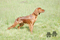 Pedigree APACHE DES SORCIERES DU SANCY Pedigree APACHE DES SORCIERES DU SANCY